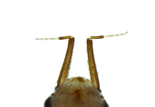 Broadwinged Damselfly Nymph